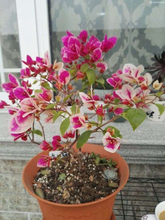 三角梅盆栽 春天萌芽太多 怎么办 图片