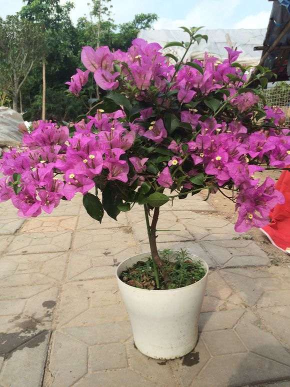 三角梅盆栽怎么施肥最好 图片