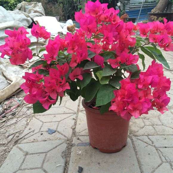 三角梅盆栽怎么施肥最好 图片