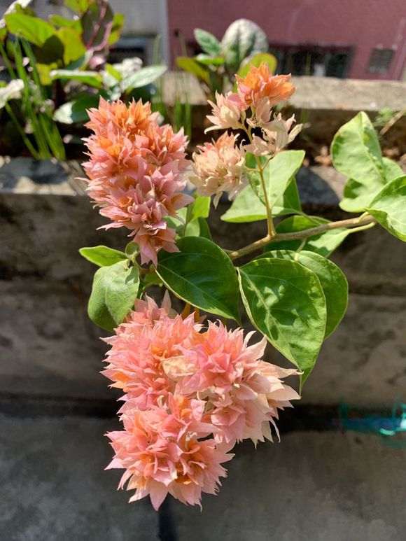 为什么重橙三角梅盆栽 最好看 图片