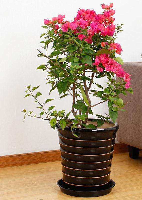 三角梅盆栽能用羊粪吗 怎么样 图片