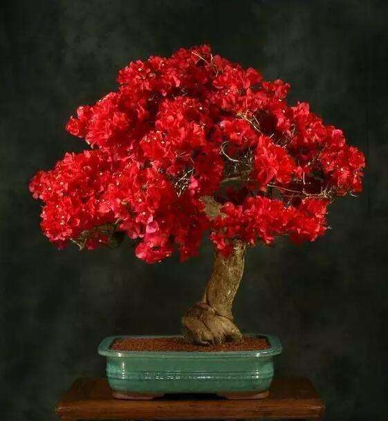 三角梅盆栽平时施肥怎么掌握 图片