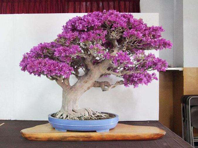 三角梅盆栽能发酵三年当机肥吗 图片