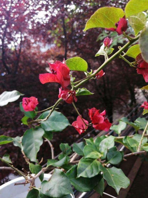 三角梅盆栽换盆以用带肥的土吗 图片