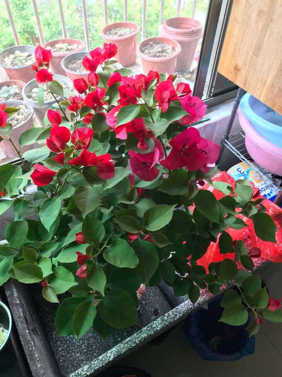 三角梅盆栽换盆以用带肥的土吗 图片