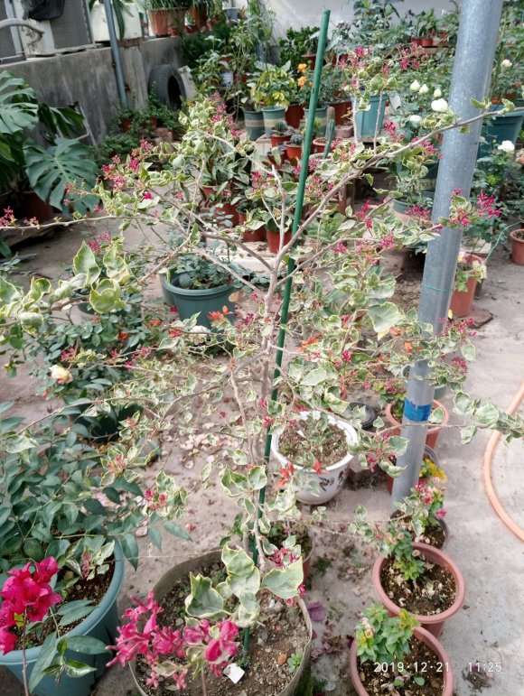 三角梅盆栽还爱长蚜虫 我已经扔了 图片