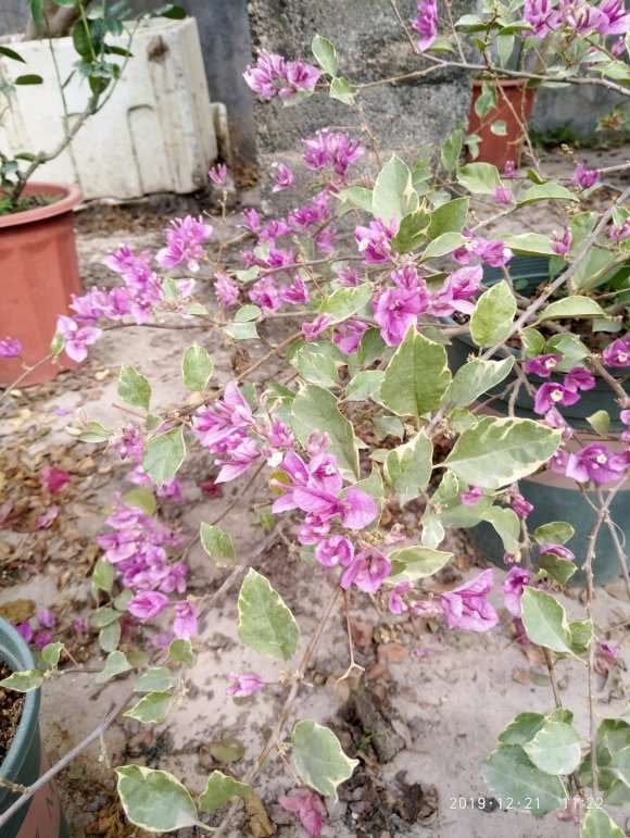 三角梅盆栽还爱长蚜虫 我已经扔了 图片