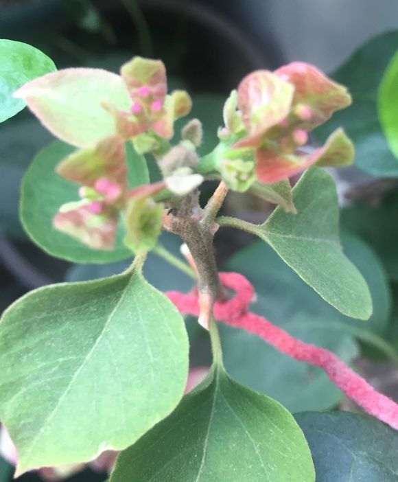三角梅盆栽套袋后发好多小芽 图片