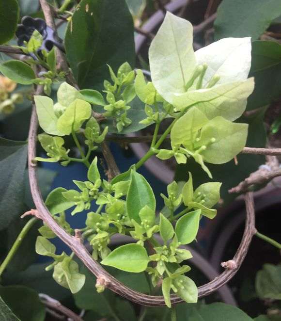 三角梅盆栽套袋后发好多小芽 图片