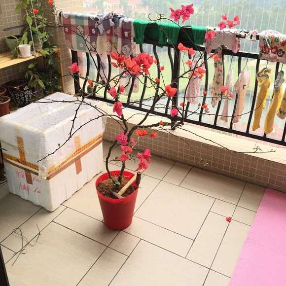 三角梅盆栽怎么养殖施肥的方法 图片