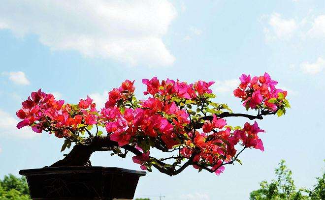 三角梅盆栽怎么催花的方法 图片