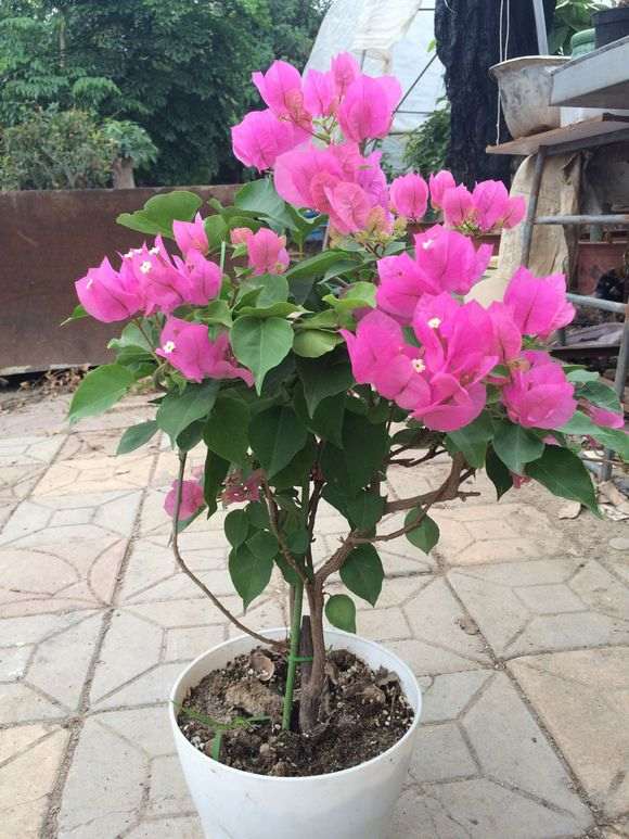 三角梅盆栽怎么嫁接要点 图片