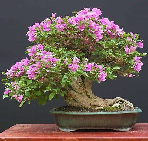 三角梅盆栽不开花 开始控水可以吗 图片