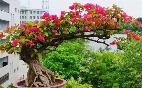 河南冬天可以养三角梅盆栽吗 图片