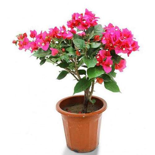 河南冬天可以养三角梅盆栽吗 图片