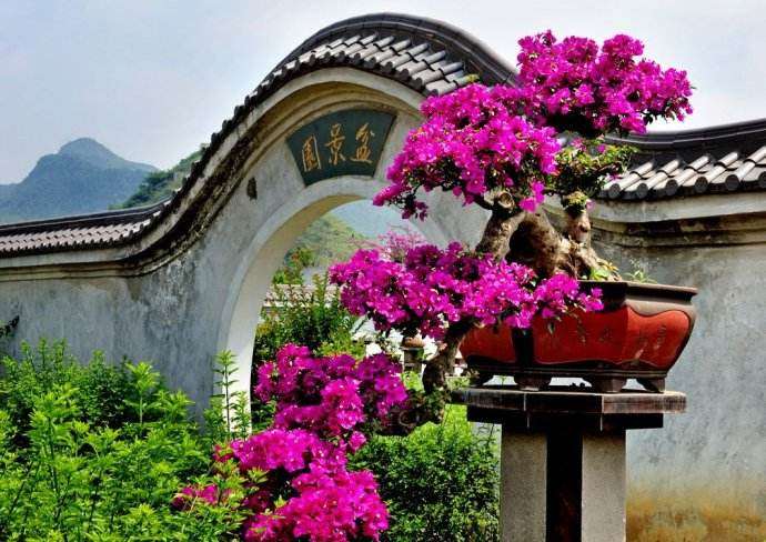 三角梅盆栽怎样才能施重肥呢 图片