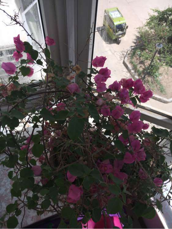 我的三角梅盆栽怎么修剪吗 图片