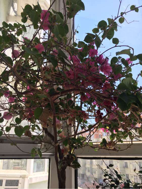 我的三角梅盆栽怎么修剪吗 图片