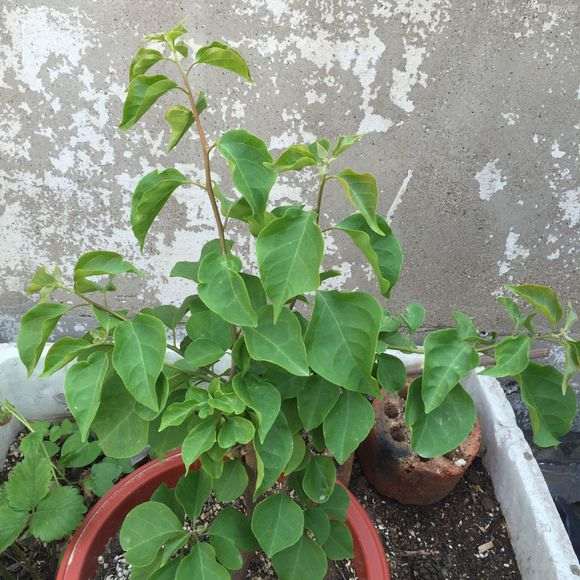 我的三角梅盆栽可以掐头吗 图片