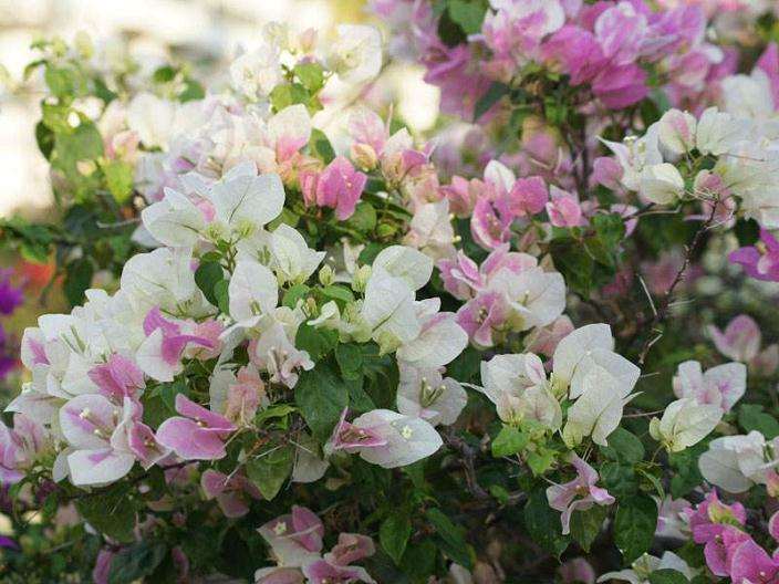 三角梅盆栽枝条怎么快速生长的方法