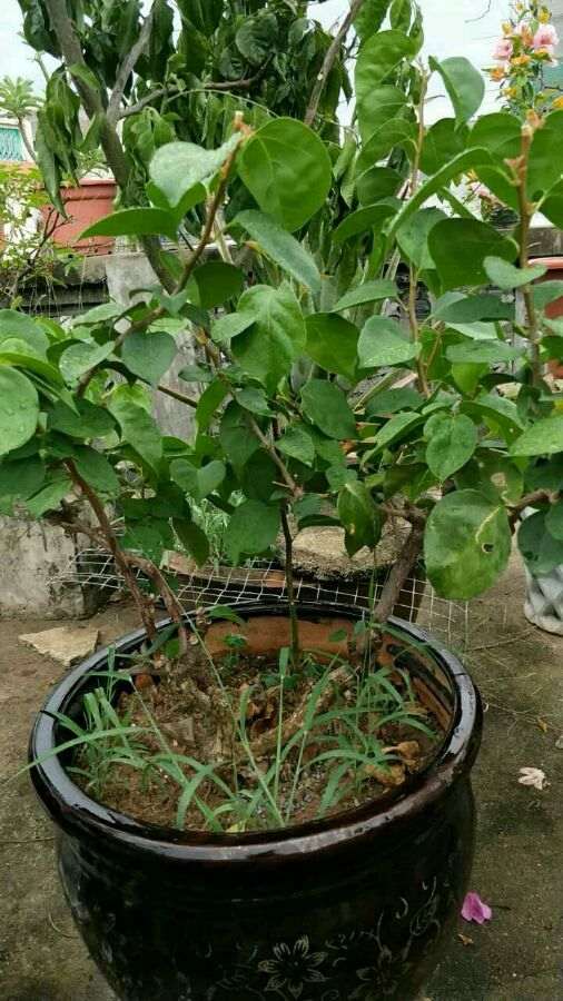 三角梅盆栽要怎么修剪好看 图片