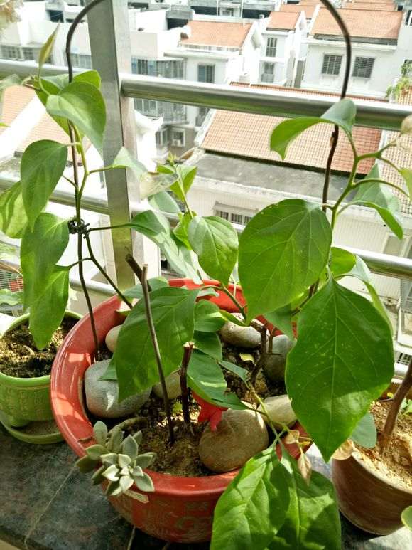 三角梅盆栽怎么修剪和催化 图片