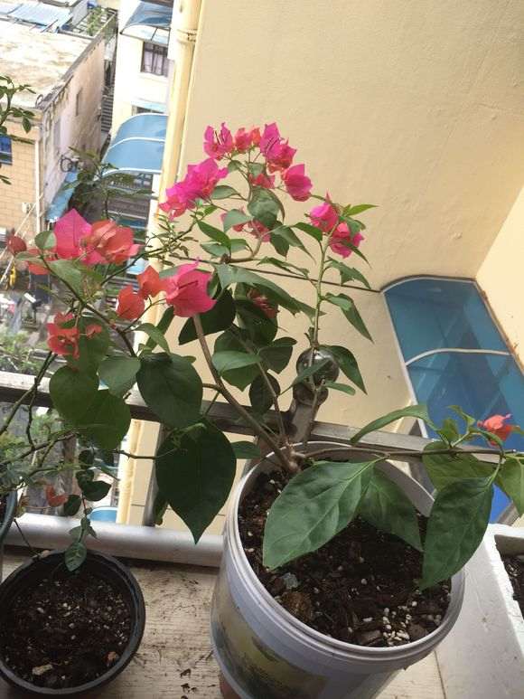 这个三角梅盆栽该怎么修剪 图片