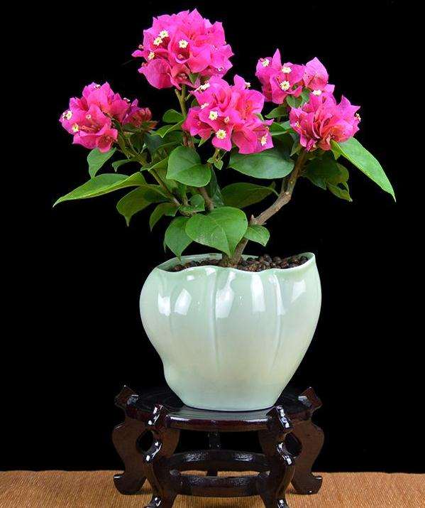 三角梅盆栽怎么用复合肥追肥的方法