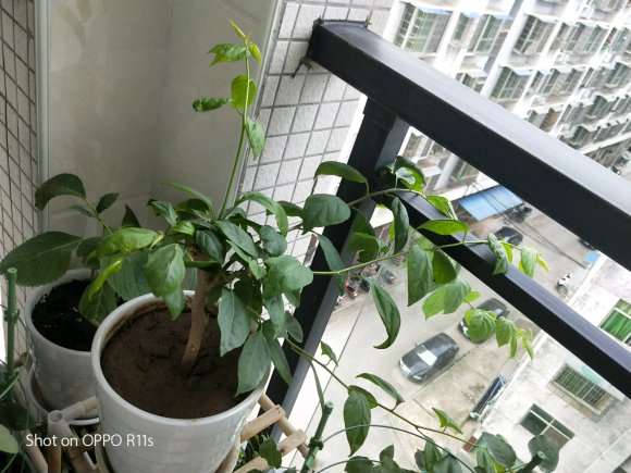 三角梅盆栽怎么用复合肥追肥的方法