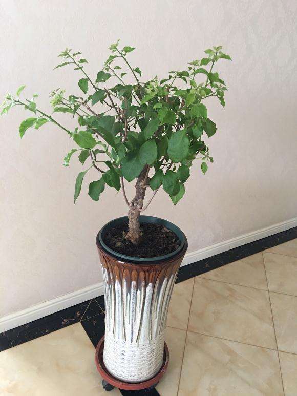 三角梅盆栽的根怎么长成这样 图片