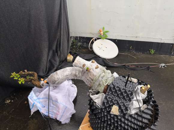 为什么三角梅盆栽 2小时喷雾1次 图片