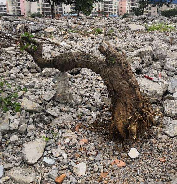 为什么三角梅盆栽 2小时喷雾1次 图片