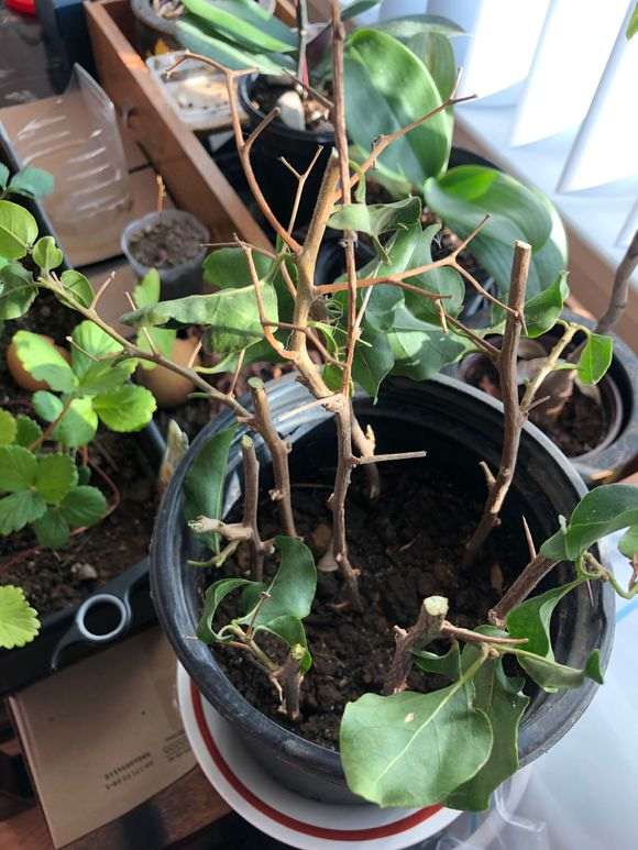 为什么三角梅盆栽是个坑 越陷越深 图片