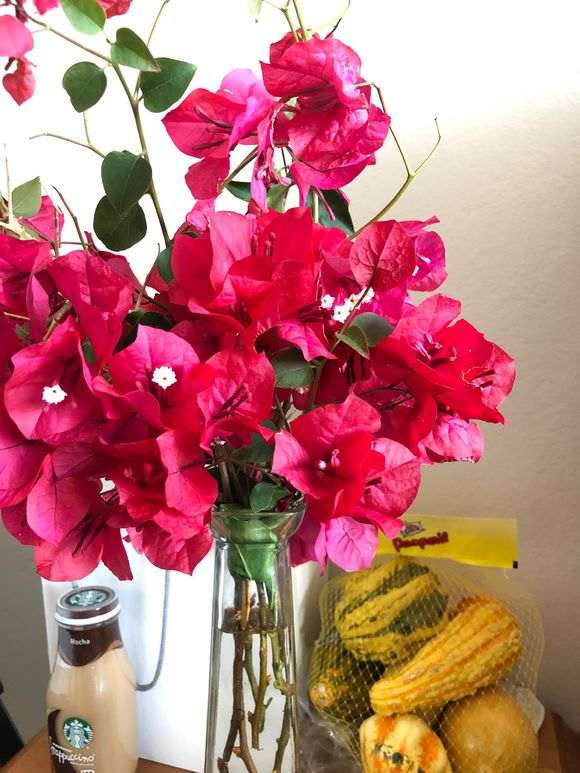 为什么三角梅盆栽是个坑 越陷越深 图片