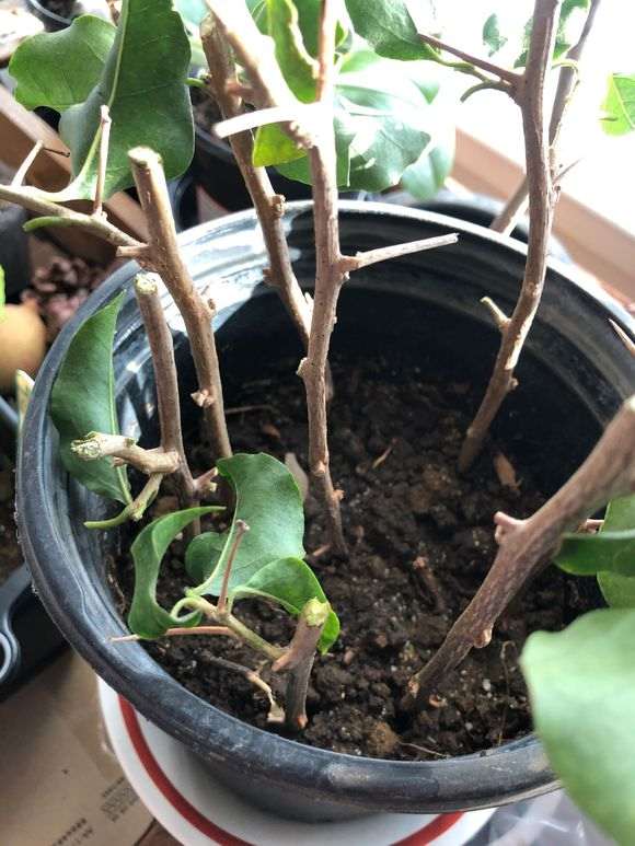 为什么三角梅盆栽是个坑 越陷越深 图片