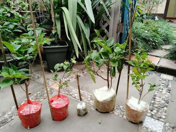 买了几棵三角梅盆栽苗 怎么样 图片