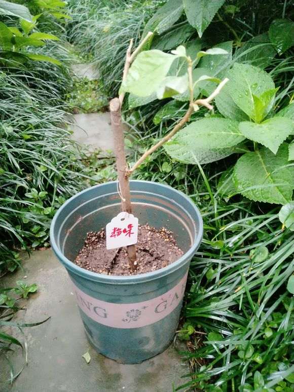 买了几棵三角梅盆栽苗 怎么样 图片