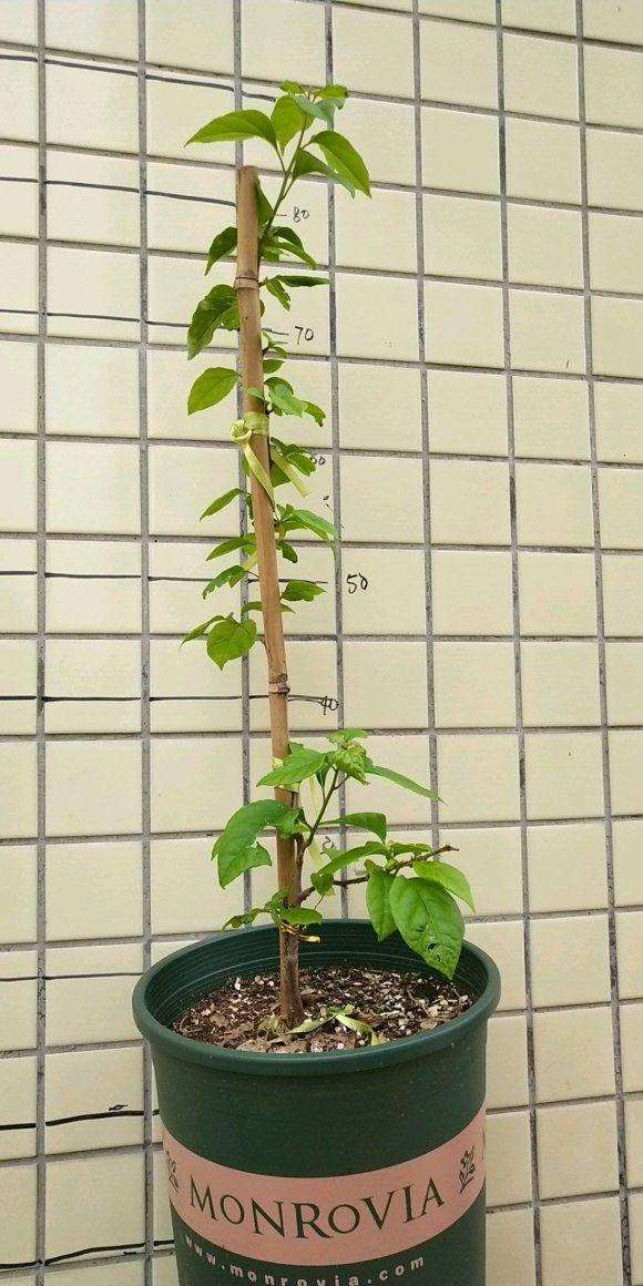 三角梅盆栽 要打掉顶芽 好多发枝 图片