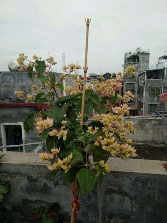 三角梅盆栽漂亮 养了多久 怎么样 图片