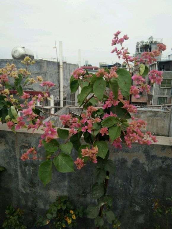 三角梅盆栽漂亮 养了多久 怎么样 图片