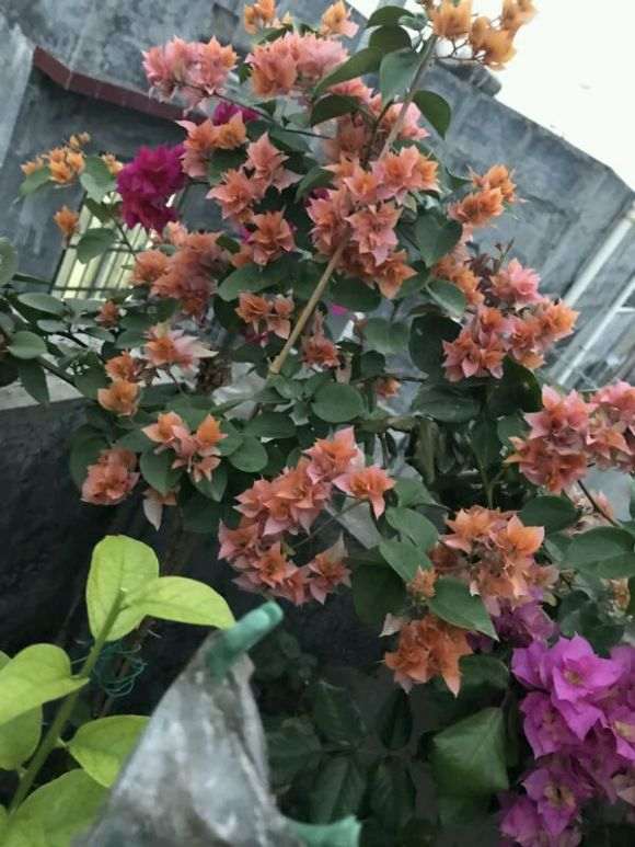 三角梅盆栽漂亮 养了多久 怎么样 图片