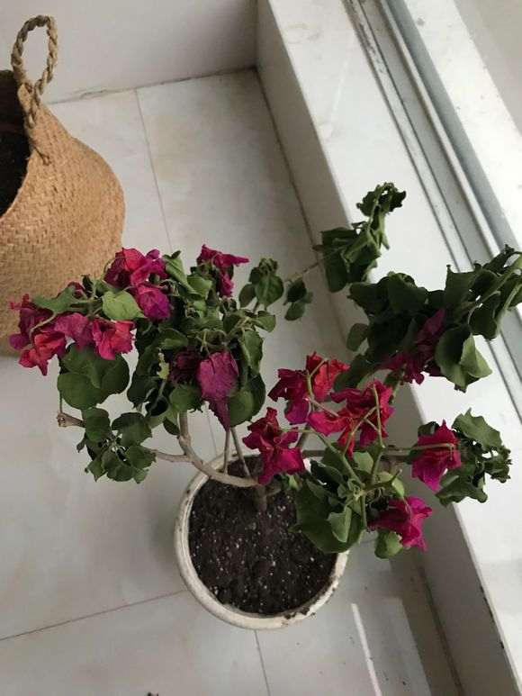 三角梅盆栽控水一般控几天 图片