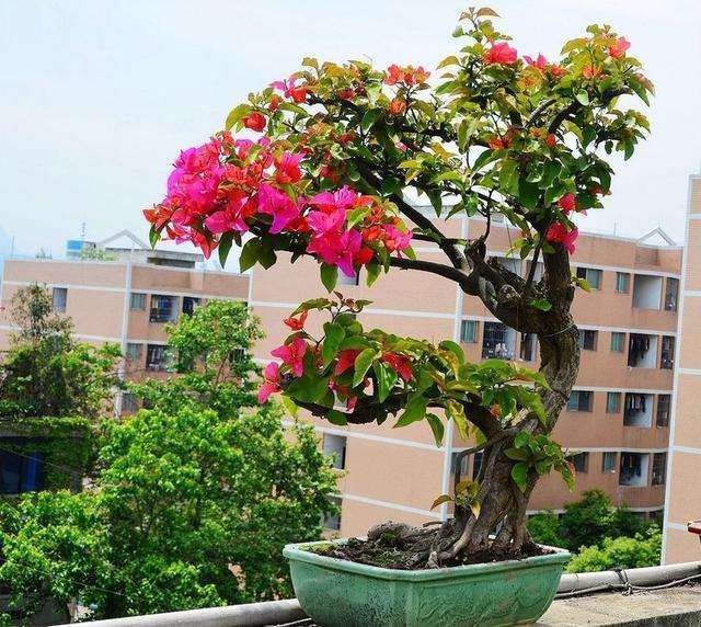 三角梅盆栽的新枝打顶后 怎么办 图片