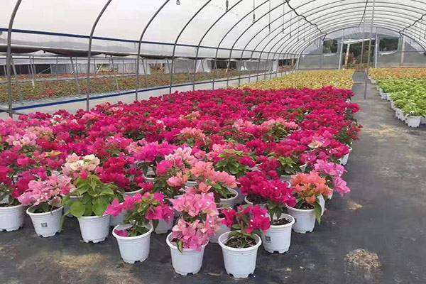 请问 三角梅盆栽怎样才能结果 图片