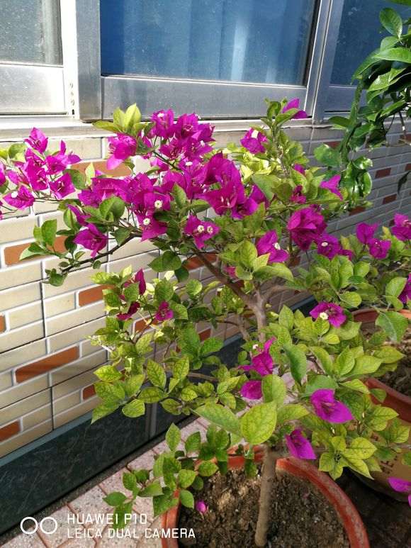 三角梅盆栽叶芽长了 怎么办 图片