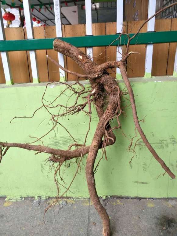 这个三角梅下山桩应该怎么做形状 图片