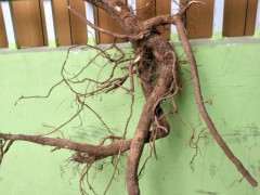 这个三角梅下山桩应该怎么做形状 图片