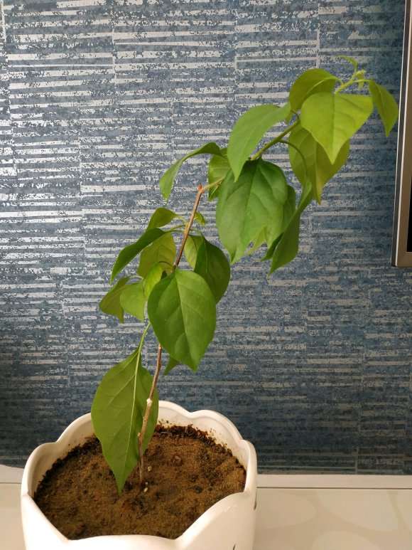 三角梅盆栽应该怎么修剪 如何 图片