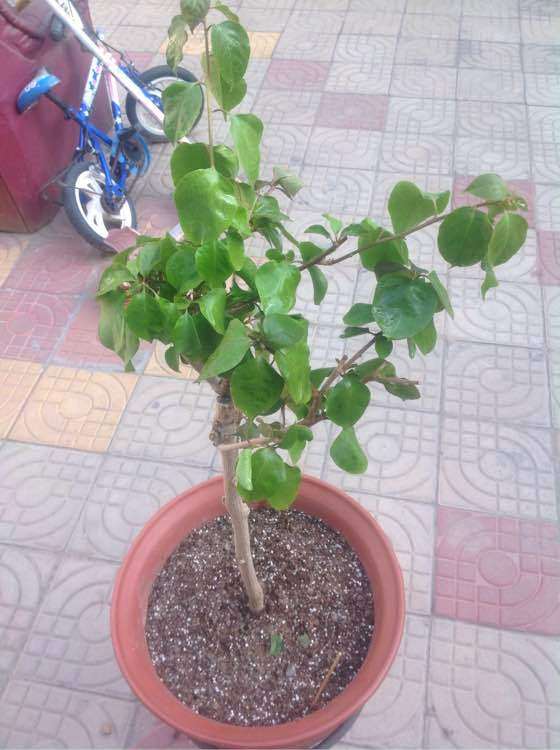 三角梅盆栽应该怎么修剪 如何 图片