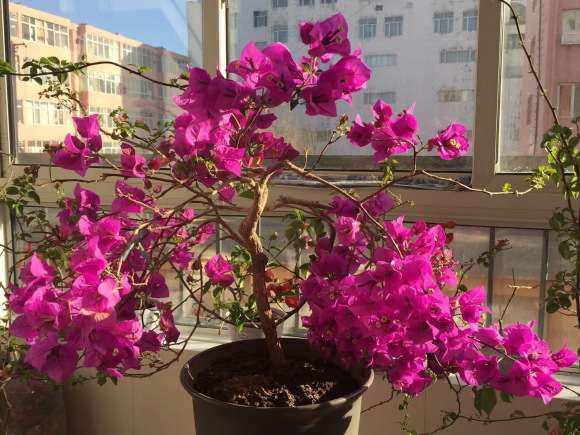 室内养的三角梅盆栽 这么好 图片